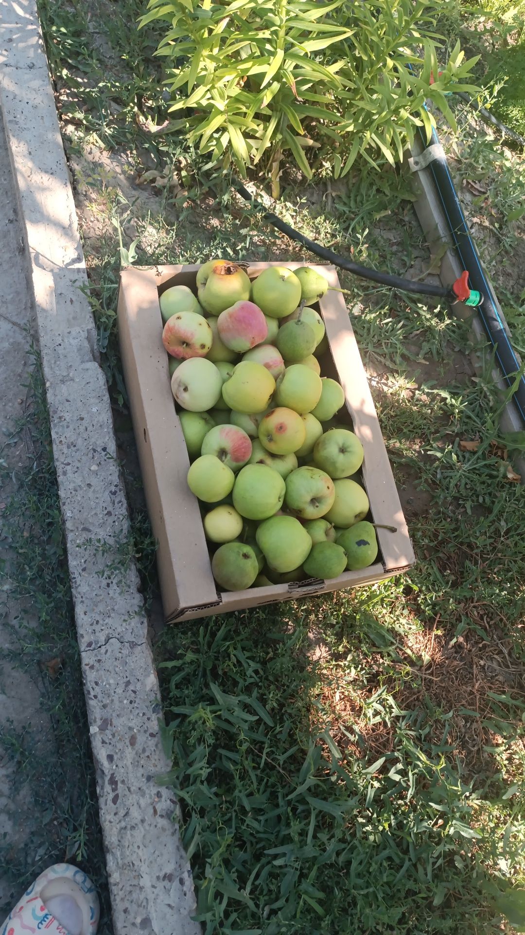 Алма яблока apple