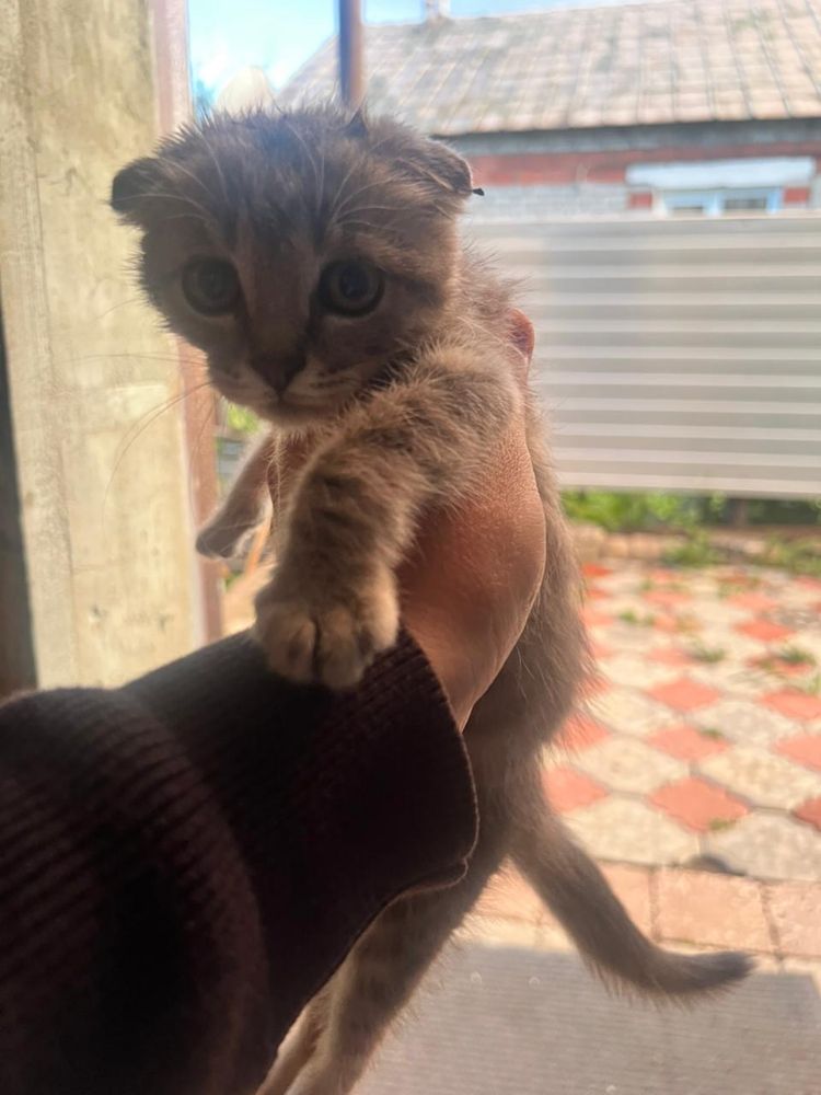 Отдам котят , смесь британцев