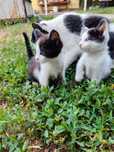 Отдам котят в добрые руки,мальчики