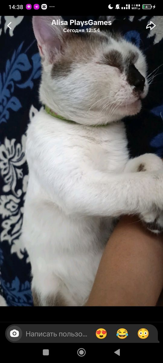 Котята от 3 кота