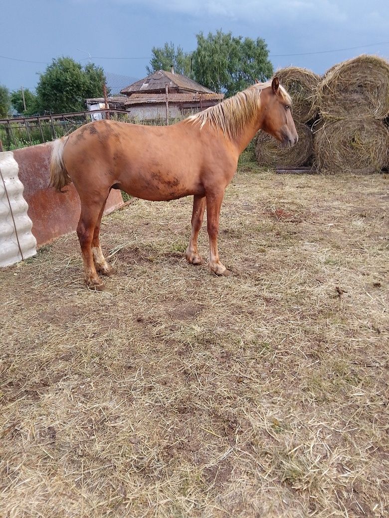 Продам двух лошадей