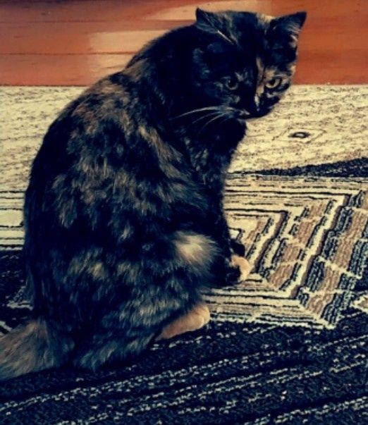 Котята полтора месяца
