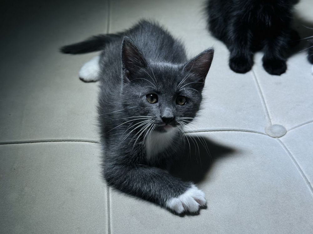Отдам котят в хорошие руки