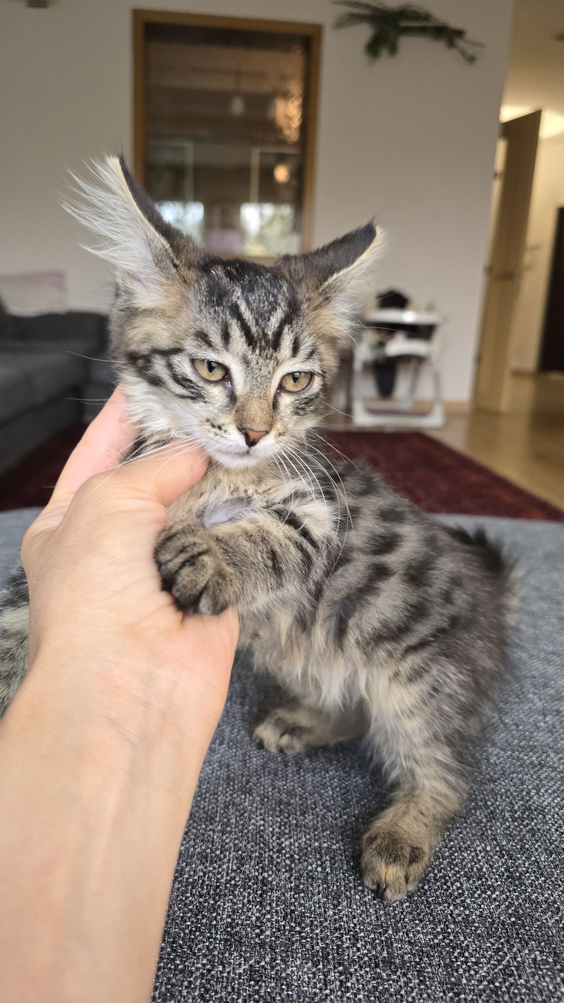 Отдам котётнка в добрые руки