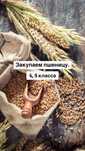 Закупаю пшеницу 4-5 класса