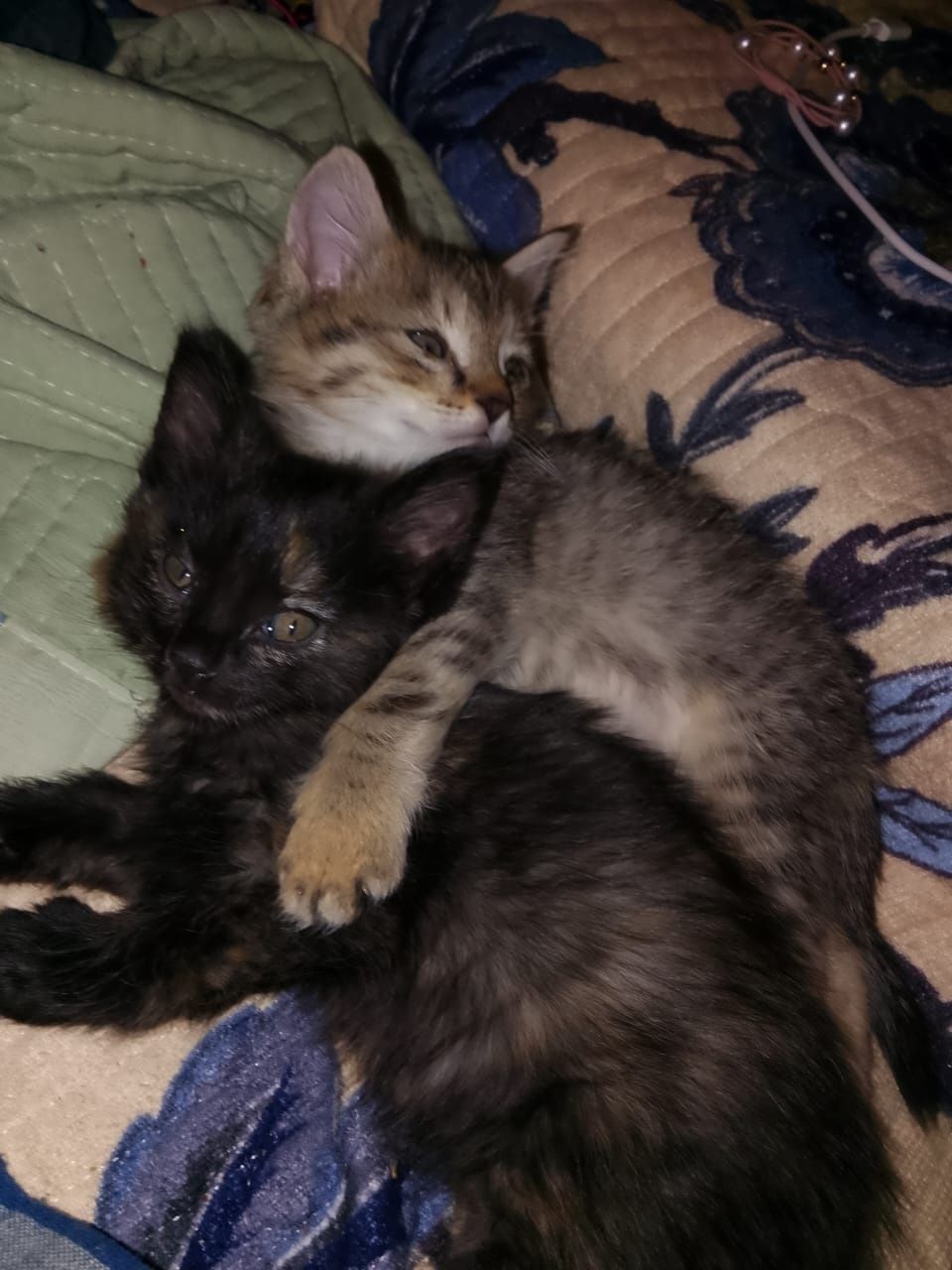 Отдам котят в хорошие руки.за шоколадку