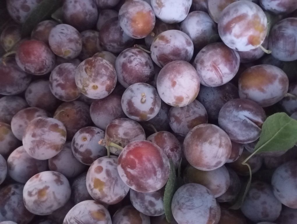Продам   сливу ...