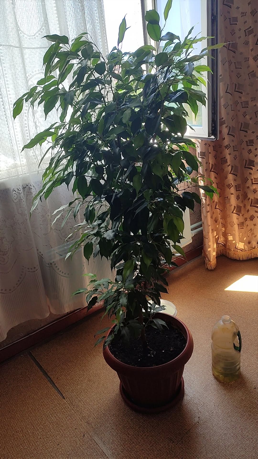 Фикус Бенджамина