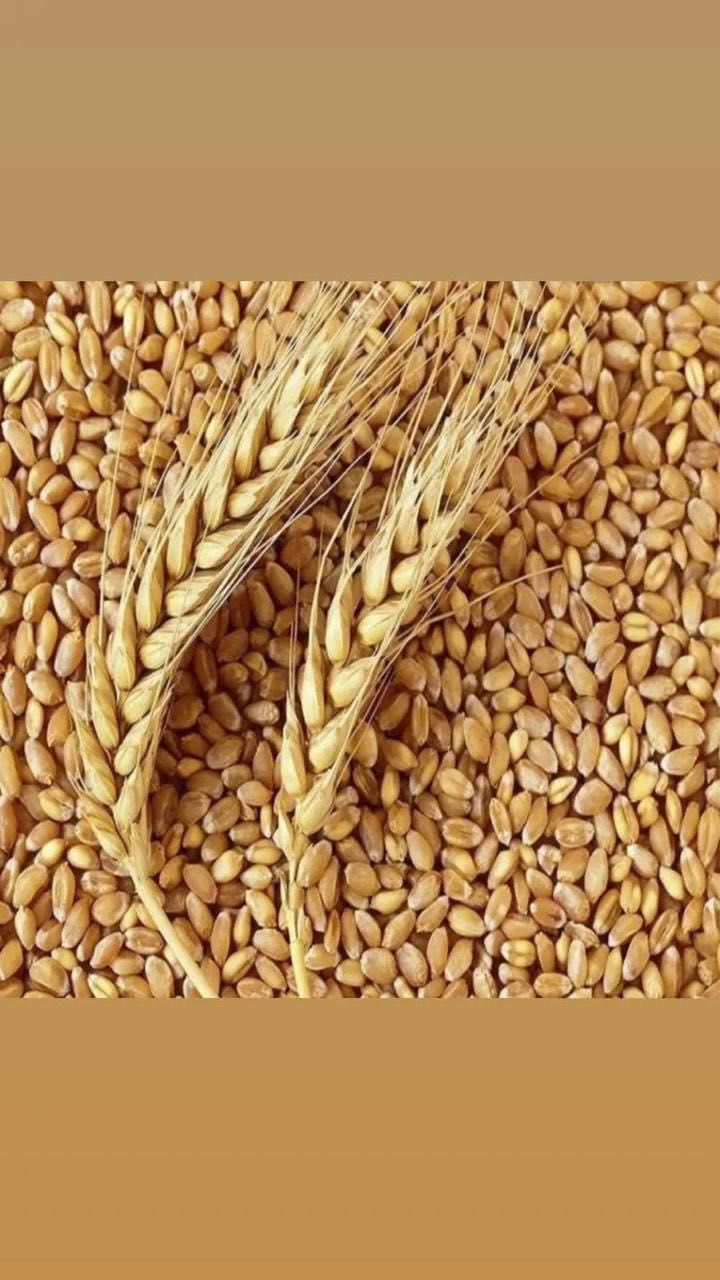 Продам кормовое зерно отличного качества