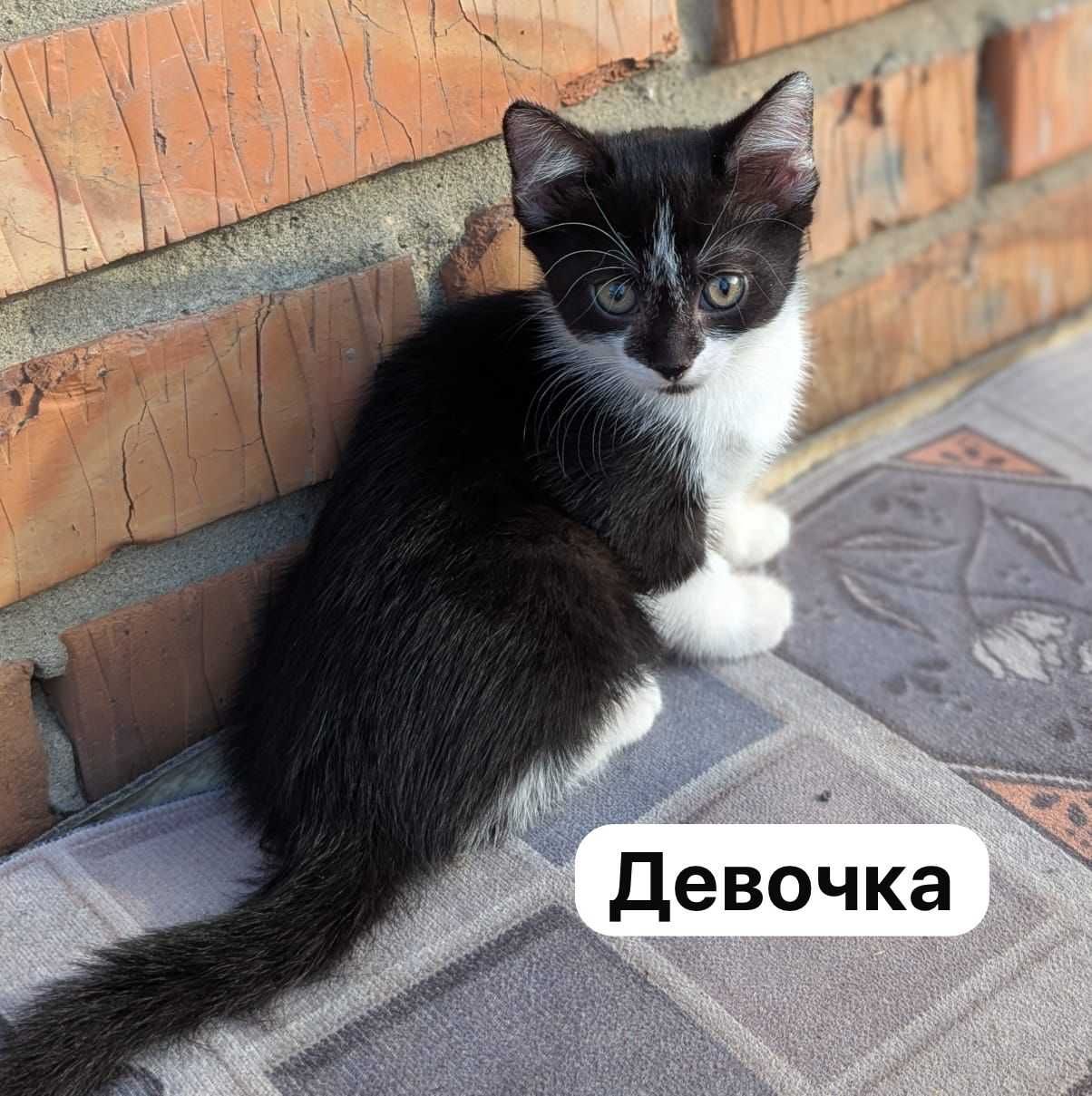 Отдам очень милых котят