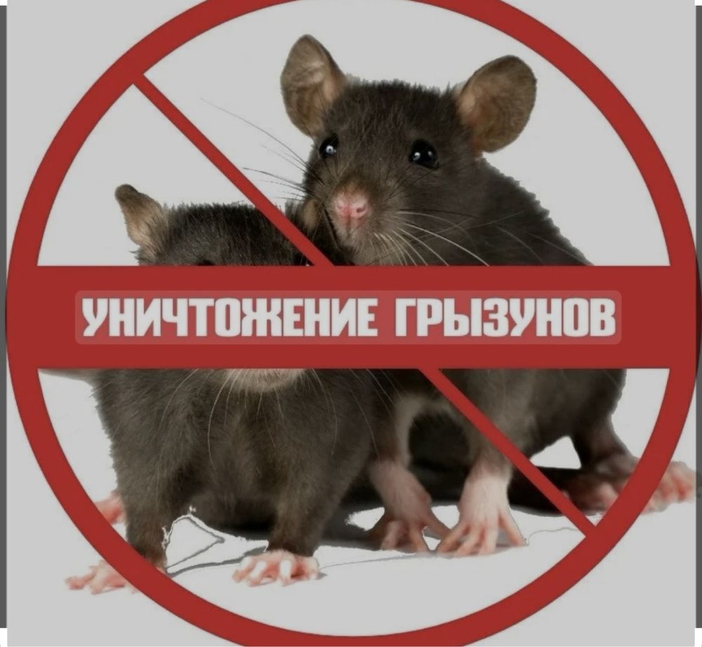 Дезинфекция кандала(клопы) бүрге(блоха) таракан