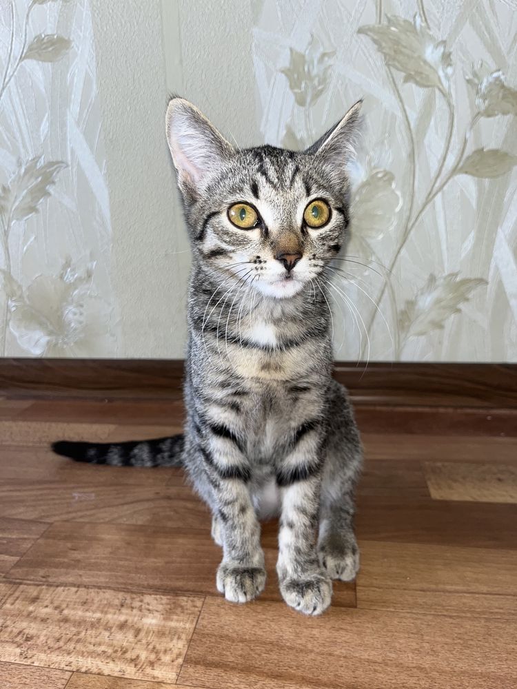Кошка  Ұл Мысық 4 айлық латокқа өзі барады