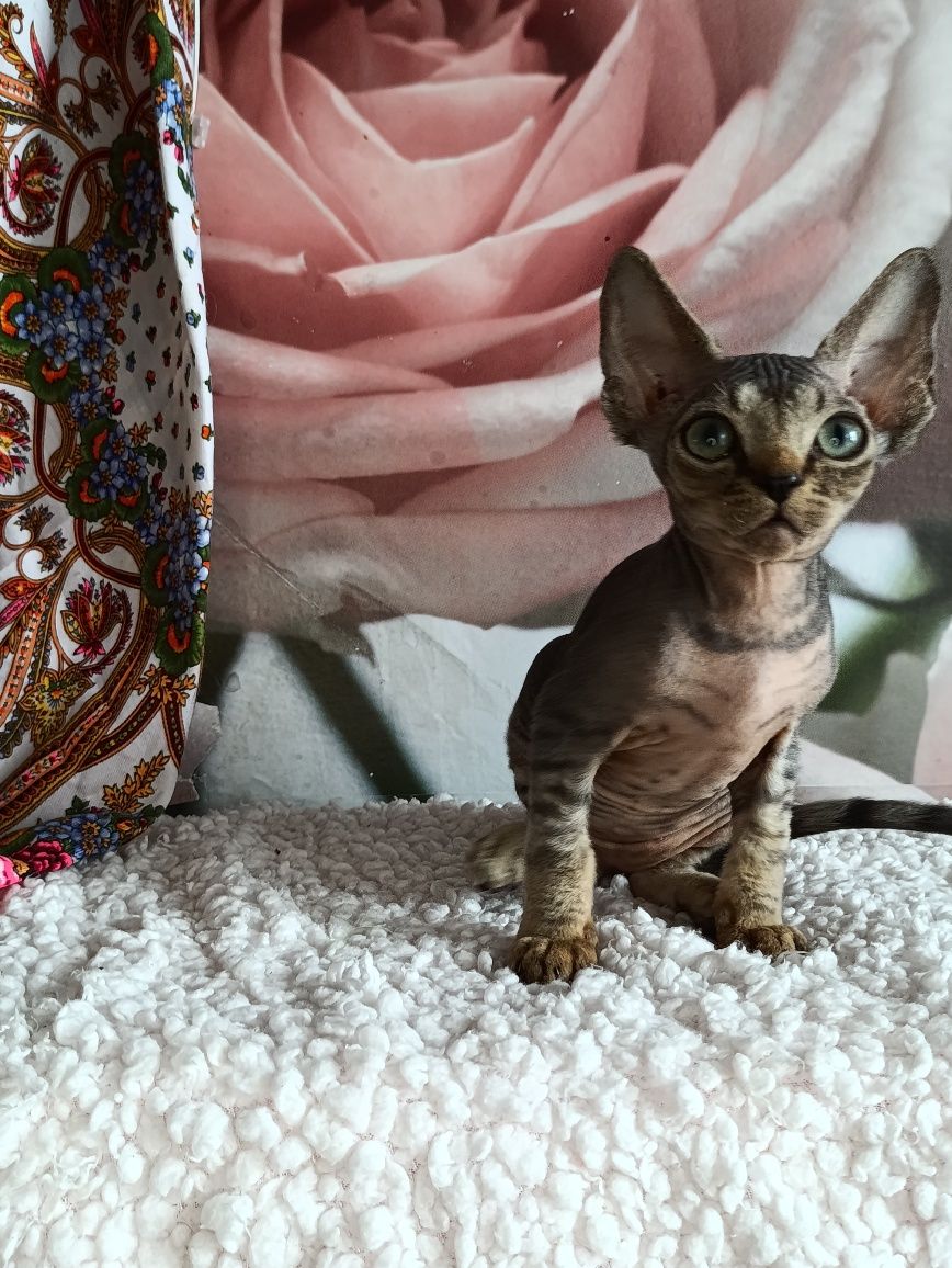 Котята Девон Рекс.