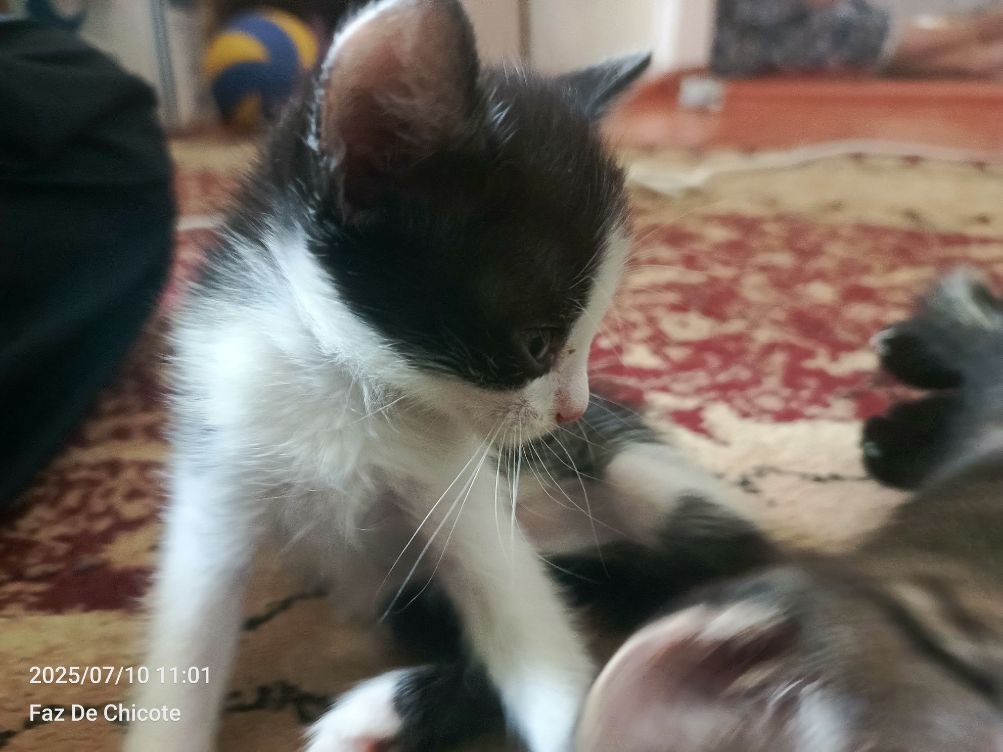 Отдам котят в хорошие руки