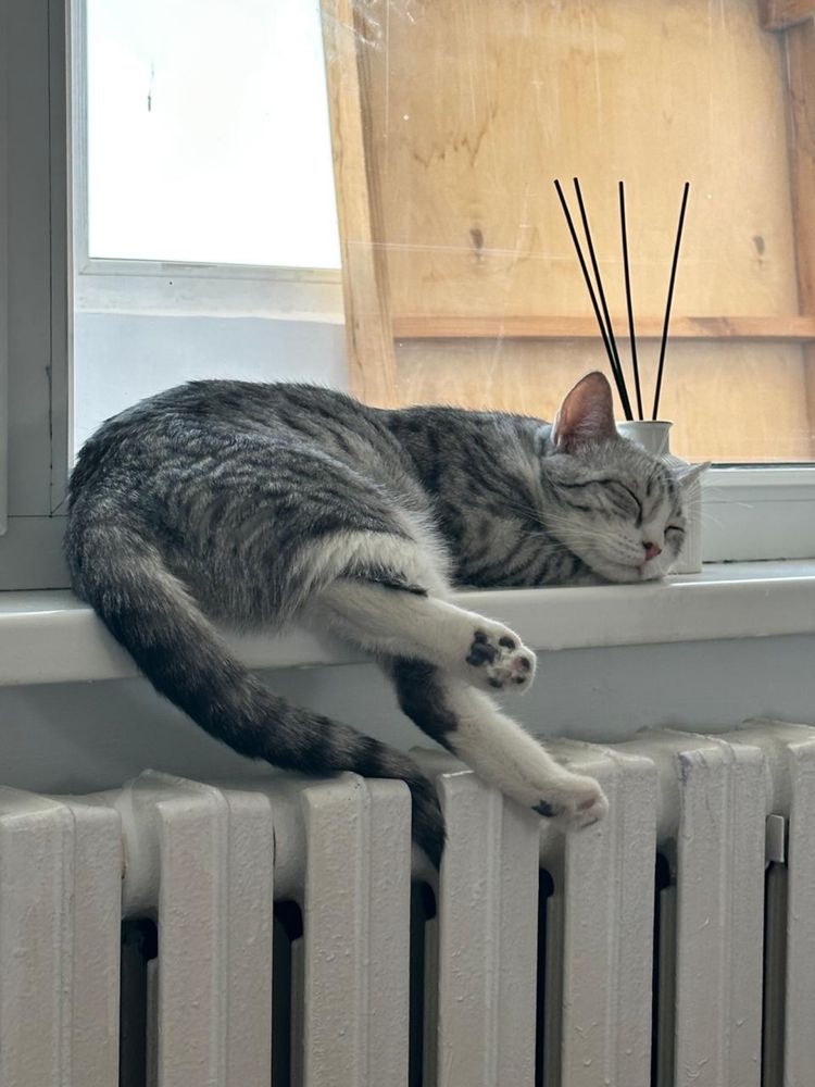 Шотландский кошка