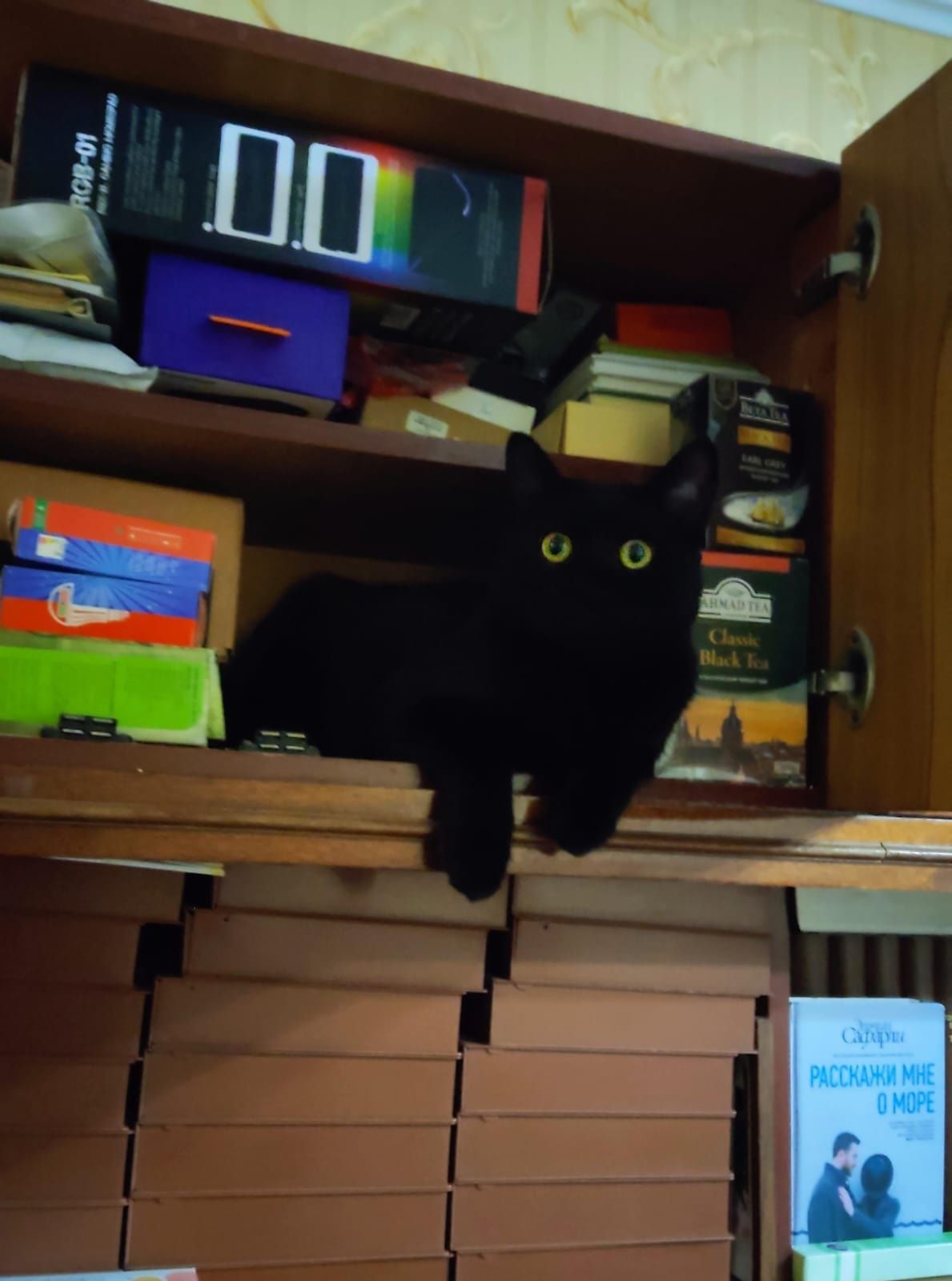 Шикарный  бомбейский котик, чёрный бархат,1 год, гипоаллергенный.
