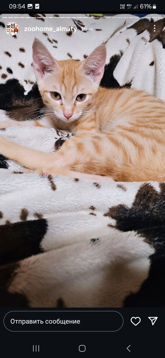 Котята разные в дар