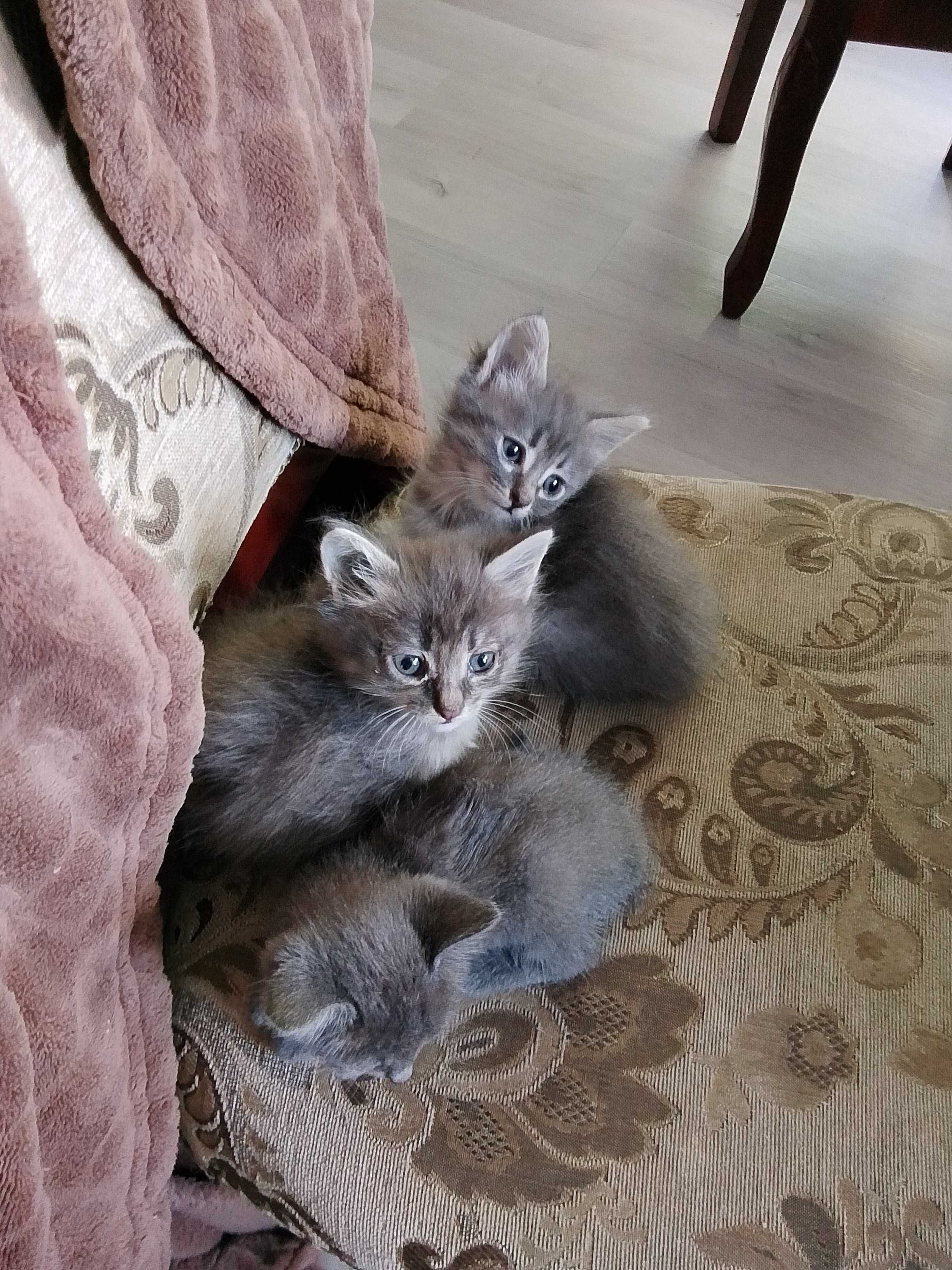 Милые котята даром