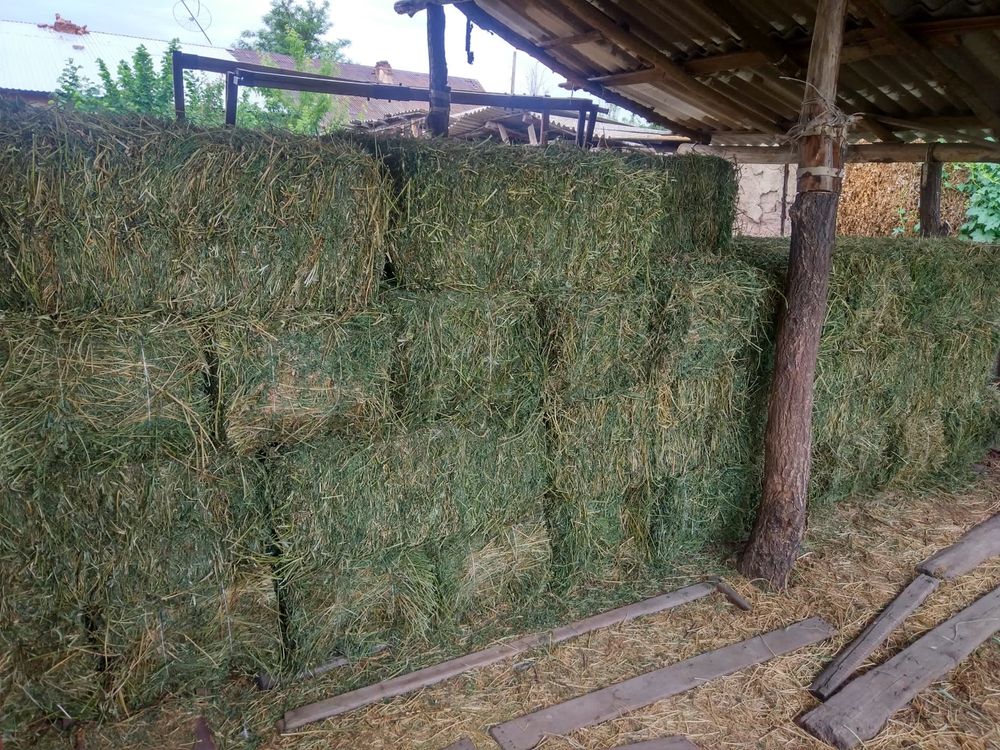 Продаю Тюки Люцерны «Жоңышқа» Меркенский район