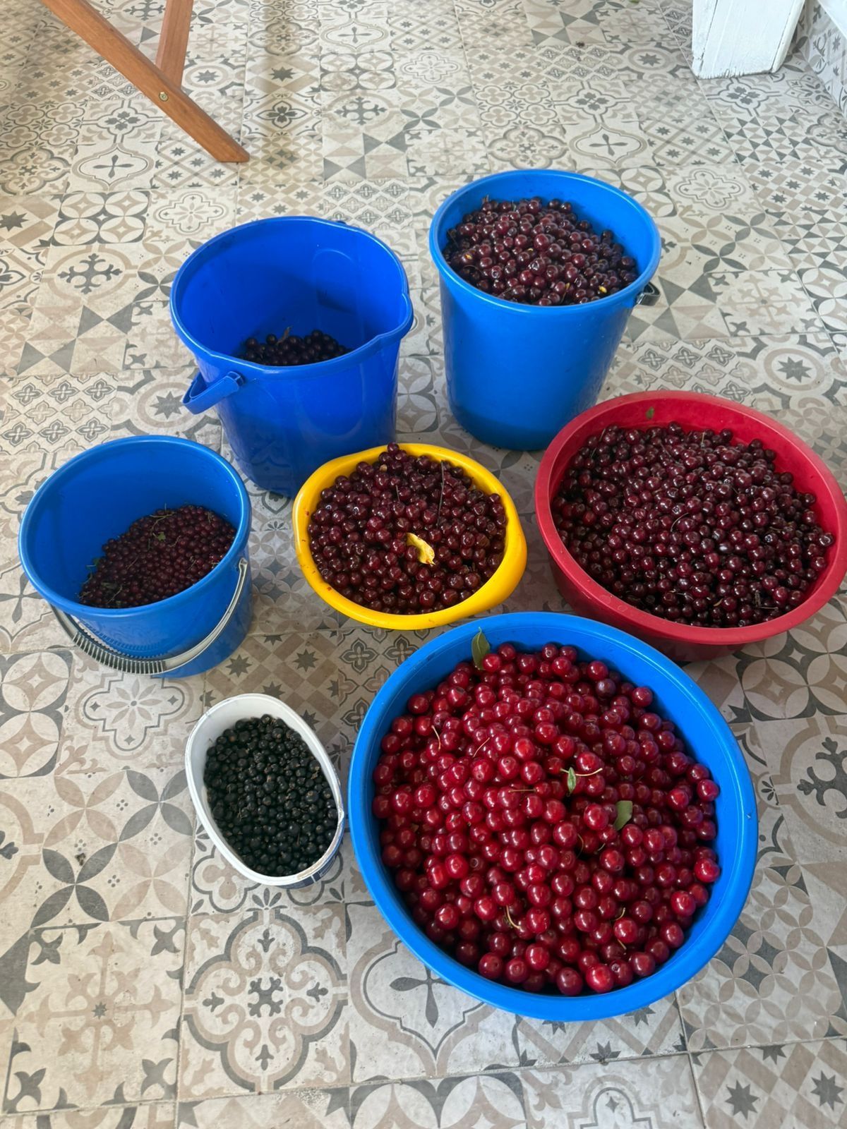 ВИШНЯ крупная, сладкая, ПОСЛЕДНИЙ урожай
