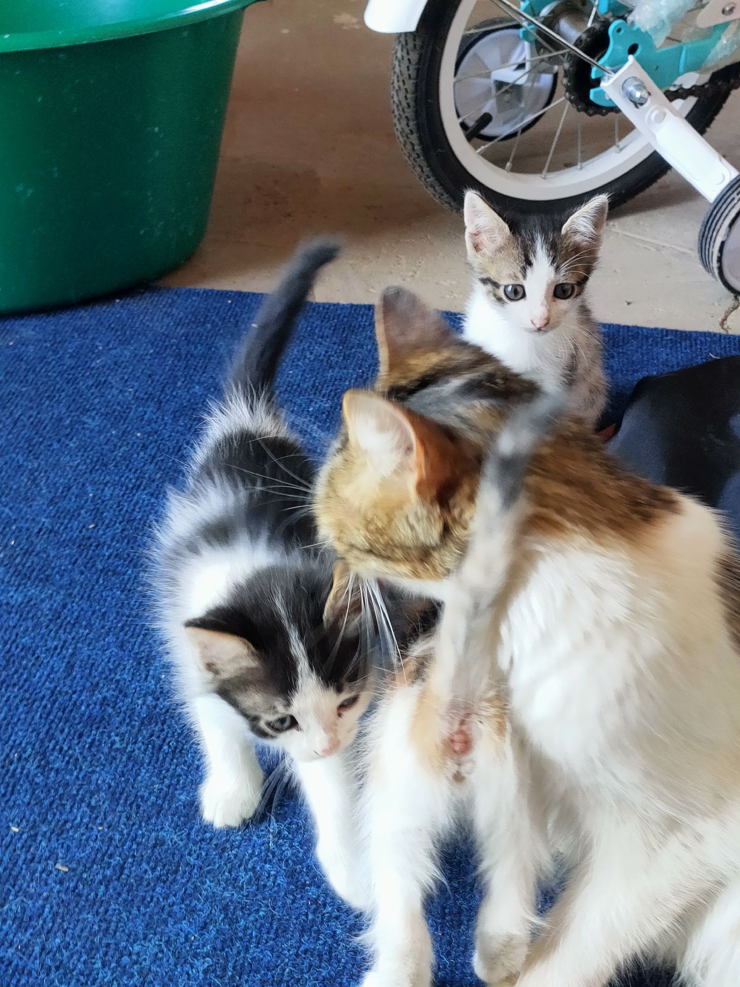 Отдаем котят в добрые руки