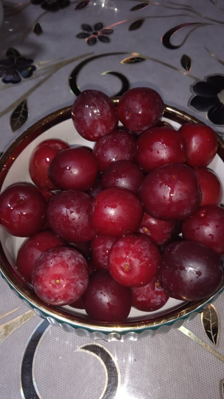 Продам домашнюю сливу