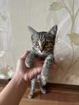 Кошка  Ұл Мысық 4 айлық латокқа өзі барады