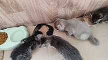 Отдам котят в добрые руки