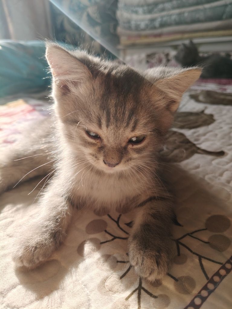 Котята в добрые руки
