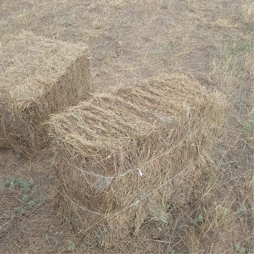 Свежий покос житняк сено