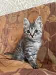 Отдам котенка даром в хорошие руки. Приучен к лотку. Мальчик.