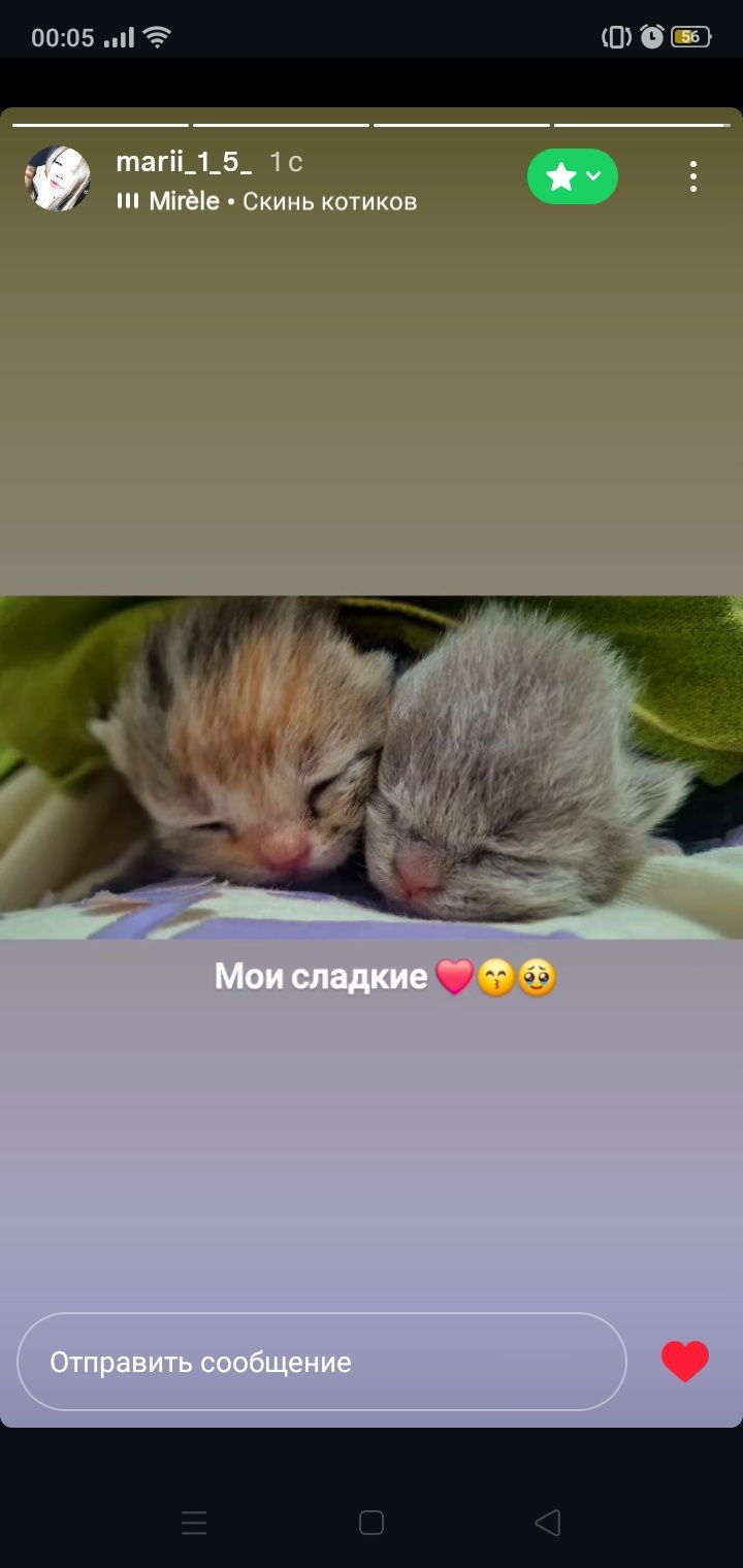 Вислоухие котята, британские