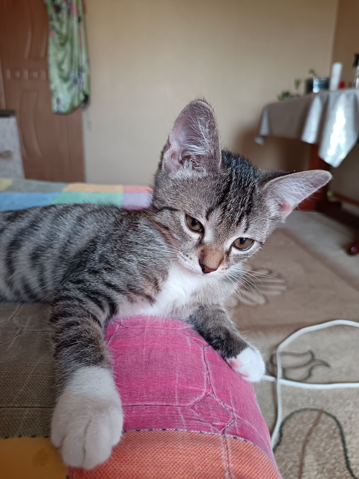 Котёнок 4 месяца