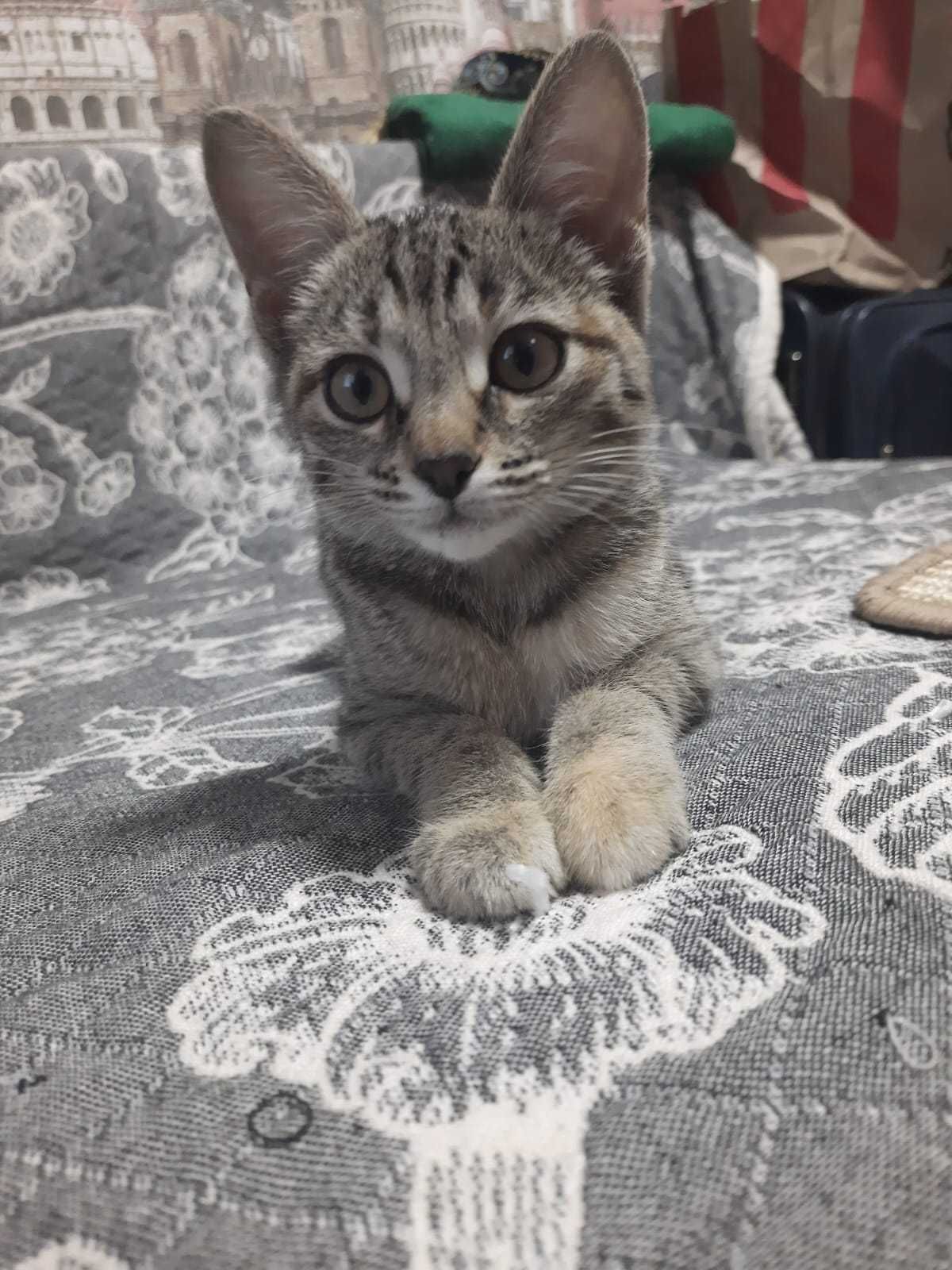 Кошечка срочно ищет дом