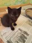 2 черных котят отдам бесплатно