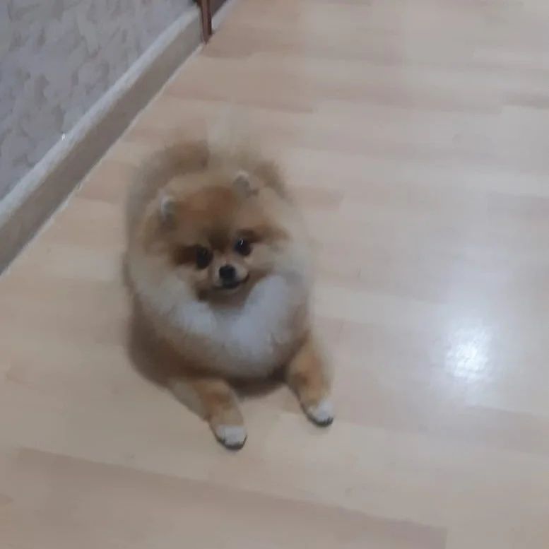 Померанский шпиц