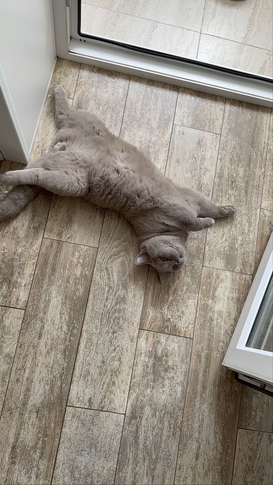 Бесплатно отдаем котенка  британского