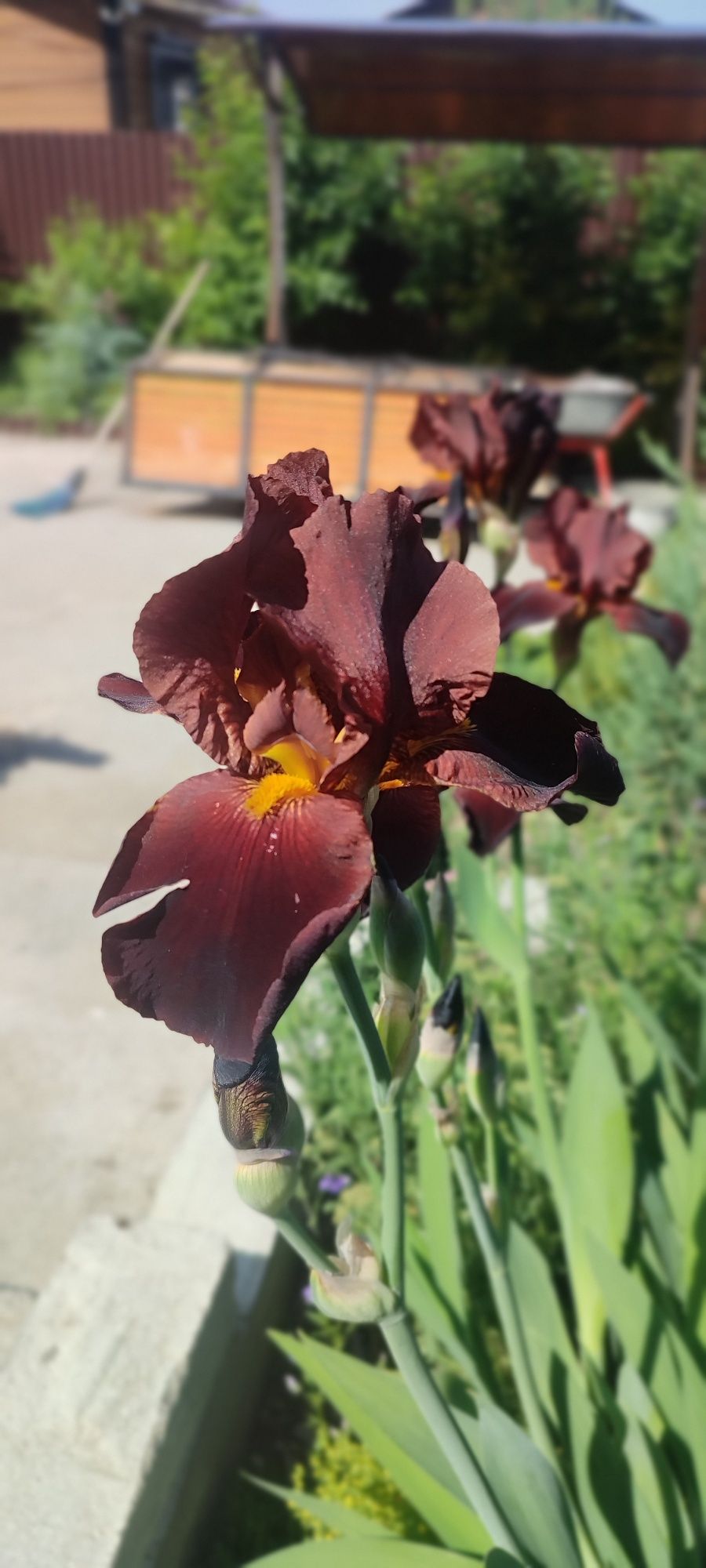 Продам корни ирисов сортовых