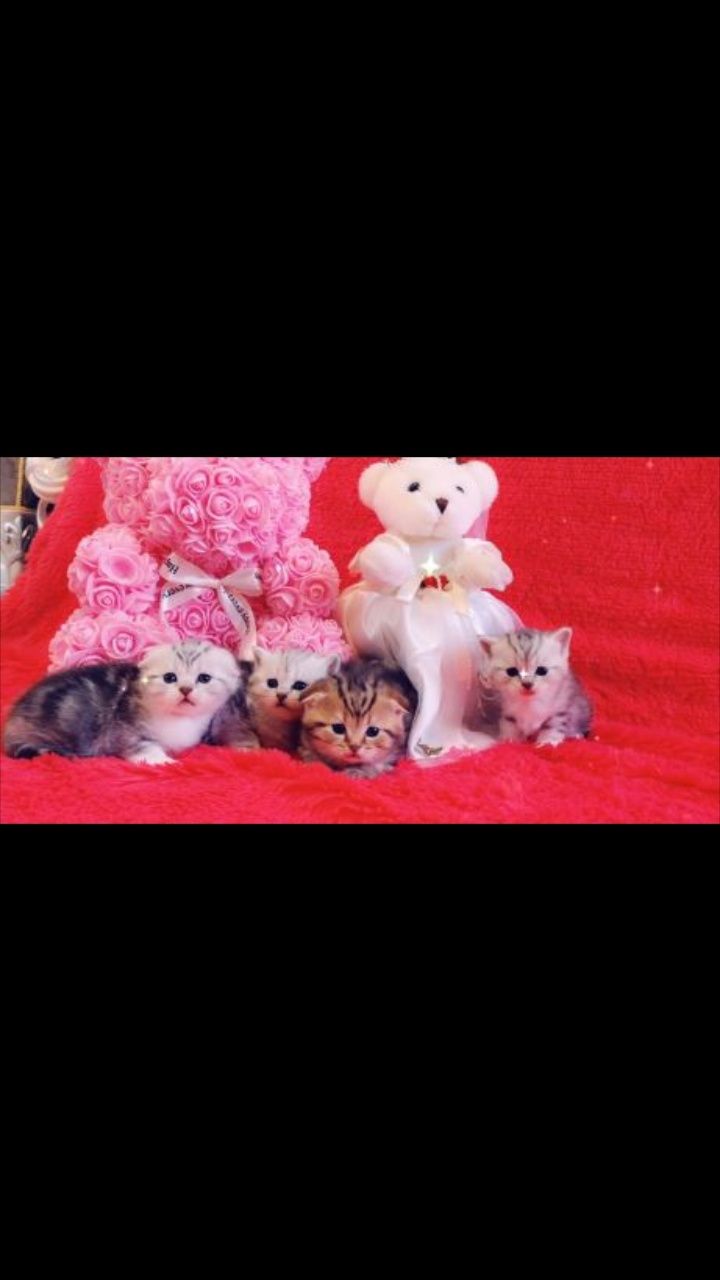 Молодой,опытный шотландский прямоухий кот (скоттиш страйт) для вязки