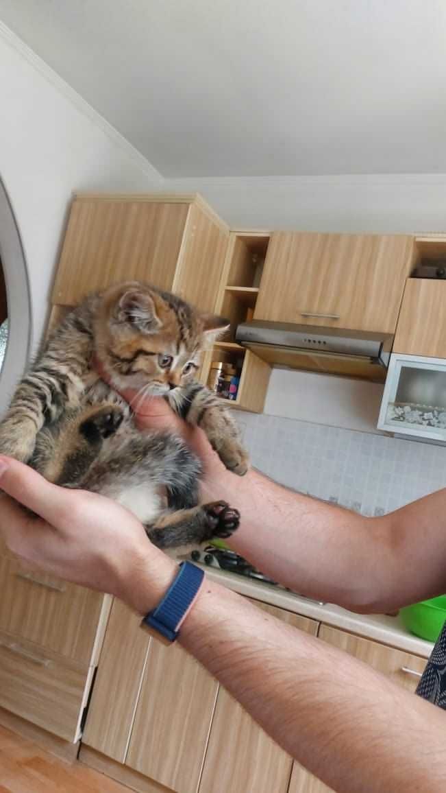 Шотландские породистые котята продам