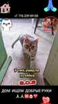 Коты и кошки ищут дом! Срочно!