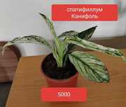 Продам комнатные растения.