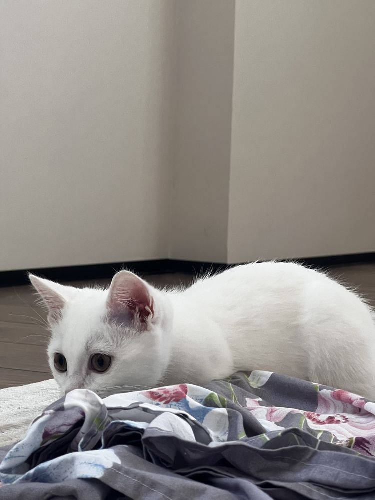 Кот, Као Мани 3 месяца