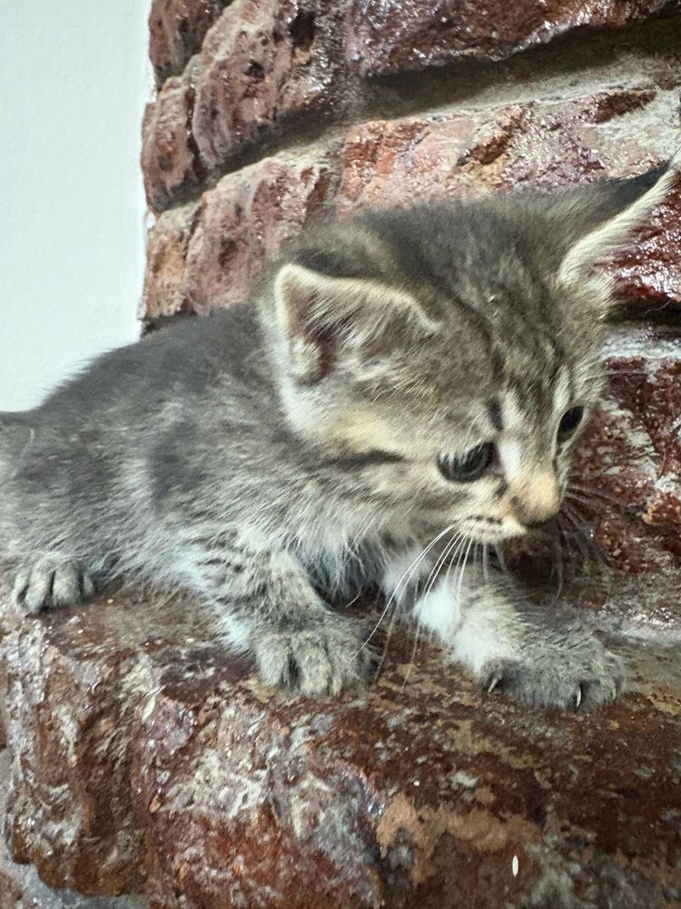 Отдам котят в хорошие руки
