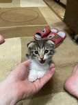Котёнок вислоухий