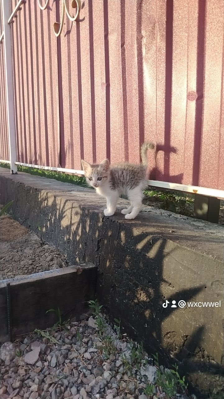 Продам котят, 1девочка 1 мальчик