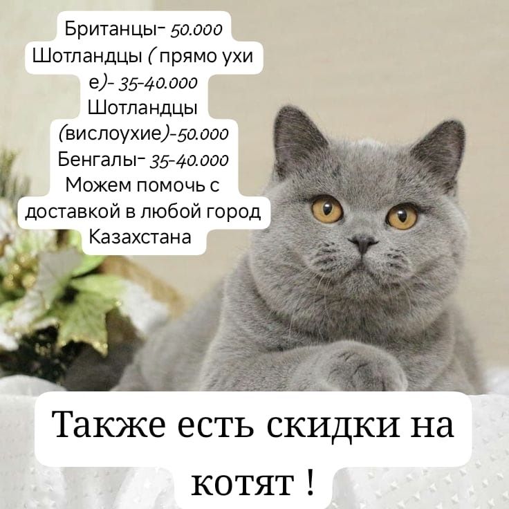 Продам британских котят