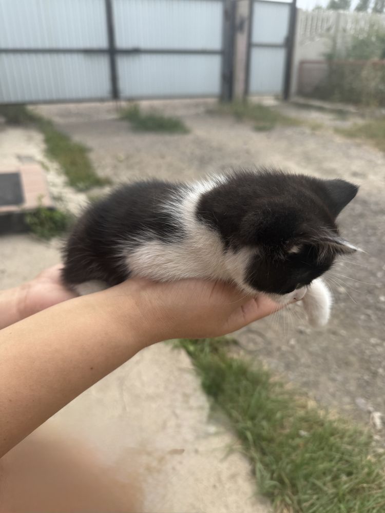 Кошка котенка бесплатно