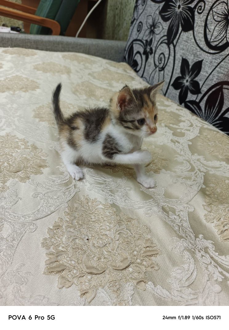 Отдам милого игривого котёнка!