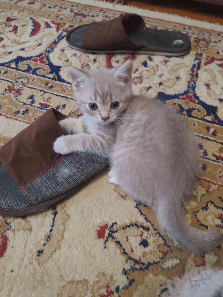 Отдам котят в добрые руки